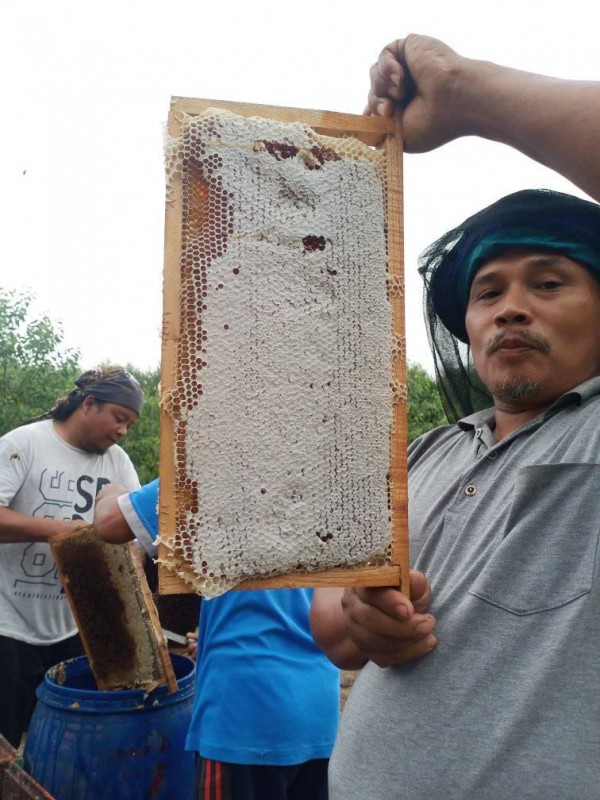 Karva Acacia Forest Livestock Honey from Indonesia